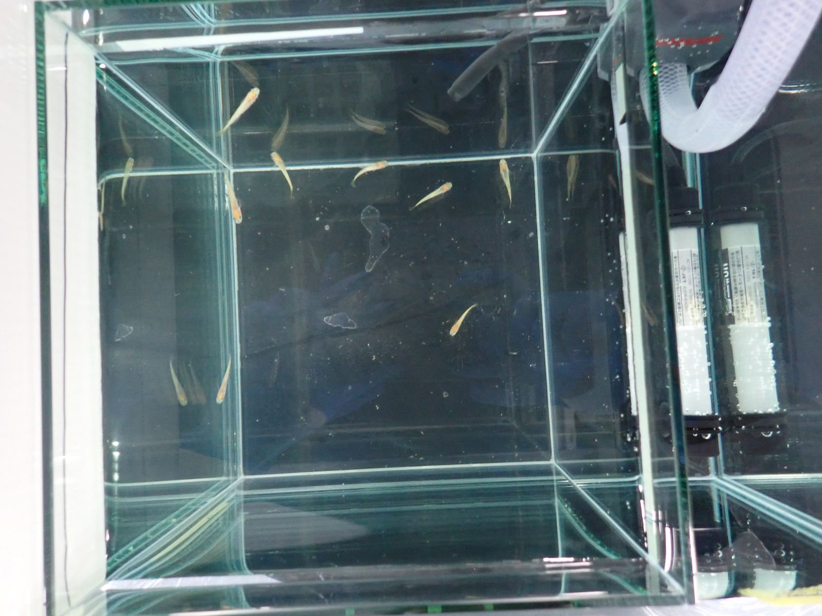 水槽の中を泳ぐ小さな魚たち
